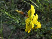 Kručinka barvířská (Genista tinctoria)