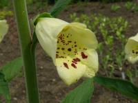Náprstník 'Primrose Carousel' (Digitalis purpurea)