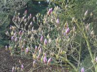 Šácholan Soulangeův (Magnolia x soulangeana)