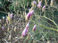 Šácholan Soulangeův (Magnolia x soulangeana)