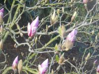 Šácholan Soulangeův (Magnolia x soulangeana)