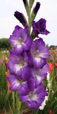 Gladiolus - mečík Karla