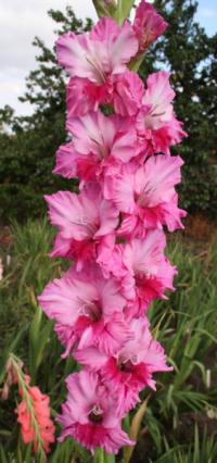Gladiolus - mečík Lisette