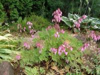 Srdcovka zdobná (Dicentra formosa)