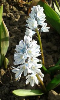 Puškinie ladoňkovitá (Puschkinia scilloides)