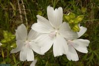 Sléz pižmový (Malva moschata)