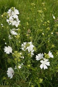 Sléz pižmový (Malva moschata)