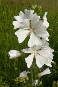 Sléz pižmový (Malva moschata)