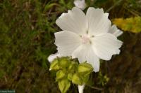 Sléz pižmový (Malva moschata)