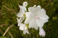 Sléz pižmový (Malva moschata)