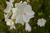 Sléz pižmový (Malva moschata)