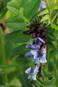 Vikev plotní (Vicia sepium)