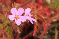 Kakost smrdutý (Geranium robertianum)