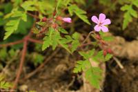 Kakost smrdutý (Geranium robertianum)