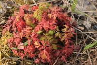 Kakost smrdutý (Geranium robertianum)
