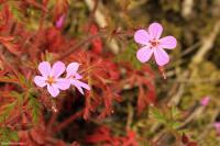 Kakost smrdutý (Geranium robertianum)