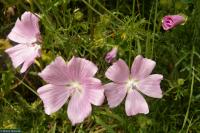 Sléz pižmový (Malva moschata)