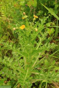 Mléč drsný (Sonchus asper)