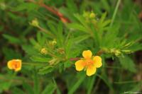 Mochna nátržník (Potentilla erecta)