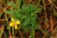 Mochna nátržník (Potentilla erecta)