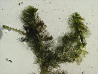 Stolístek klasnatý (Myriophyllum spicatum)