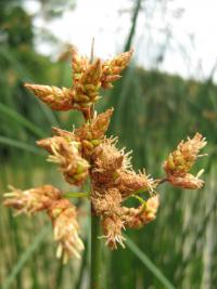 Skřípinec jezerní (Schoenoplectus lacustris)
