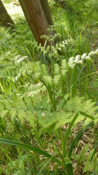 Hasivka orličí (Pteridium aquilinum)