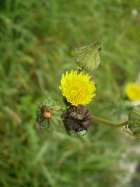 Mléč rolní (Sonchus arvensis)