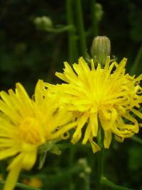 Mléč rolní (Sonchus arvensis)