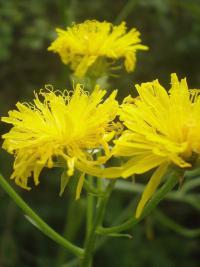 Mléč rolní (Sonchus arvensis)