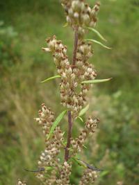 Pelyněk černobýl (Artemisia vulgaris)