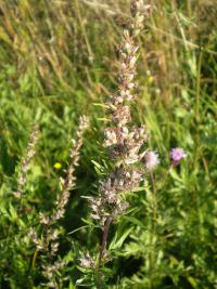 Pelyněk černobýl (Artemisia vulgaris)