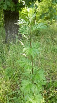 Pelyněk černobýl (Artemisia vulgaris)