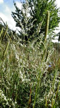 Pelyněk černobýl (Artemisia vulgaris)