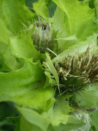 Pcháč zelinný (Cirsium oleraceum)