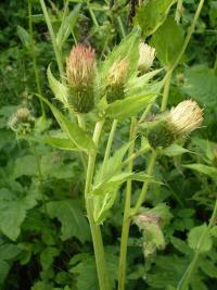 Pcháč zelinný (Cirsium oleraceum)