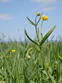 Pryskyřník prudký (Ranunculus acris)