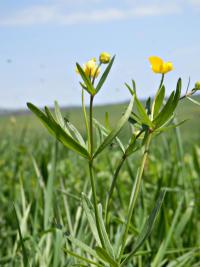 Pryskyřník prudký (Ranunculus acris)