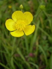 Pryskyřník prudký (Ranunculus acris)