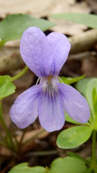 Violka lesní (Viola reichenbachiana)