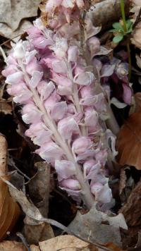 Podbílek šupinatý (Lathraea squamaria)