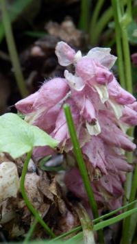 Podbílek šupinatý (Lathraea squamaria)