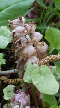 Podbílek šupinatý (Lathraea squamaria)