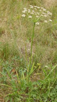 Smldník olešníkovitý (Peucedanum oreoselinum)