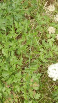 Smldník olešníkovitý (Peucedanum oreoselinum)