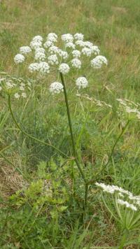 Smldník olešníkovitý (Peucedanum oreoselinum)