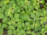 Ostružiník ježiník (Rubus caesius)