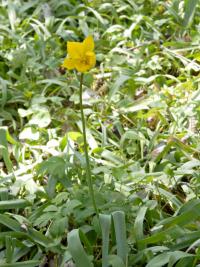 Tulipán planý (Tulipa sylvestris)
