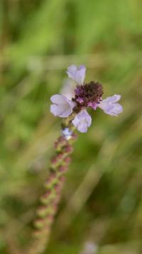 Sporýš lékařský (Verbena officinalis) Sporýš lékařský (Verbena officinalis)
