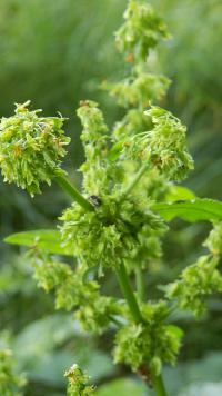 Šťovík klubkatý (Rumex conglomeratus)